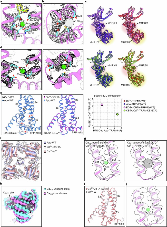 Trpm5 A single allosteric site merges activation, modulation and inhibition ...
