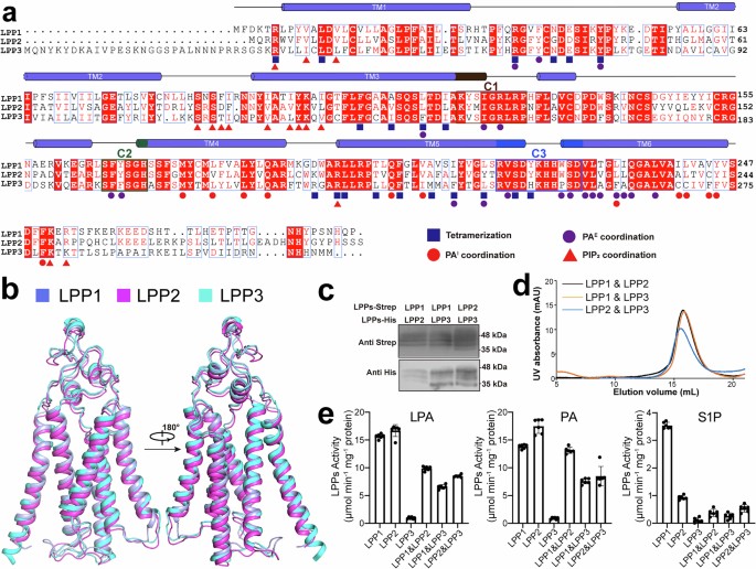 Lpp Fast Structural basis for the catalytic mechanism of human lipid phosphate ...