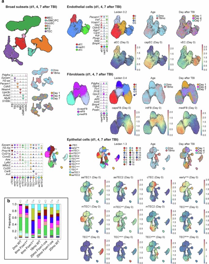 Age-related epithelial defects limit thymic function and regeneration ...