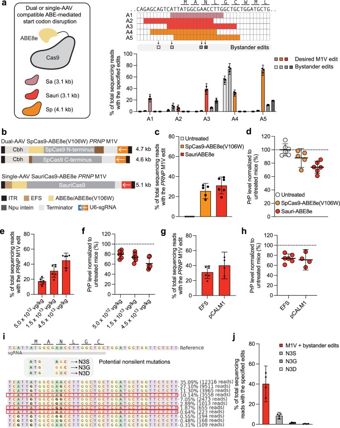 In vivo base editing extends lifespan of a humanized mouse model of ...