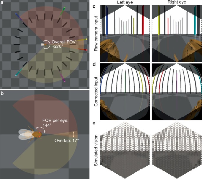 NeuroMechFly v2: simulating embodied sensorimotor control in adult ...