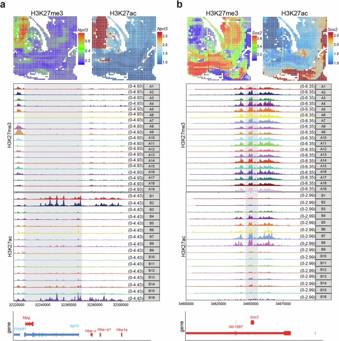 Multiplexed spatial mapping of chromatin features, transcriptome and ...