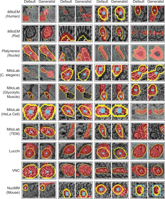 Segment Anything for Microscopy | Nature Methods