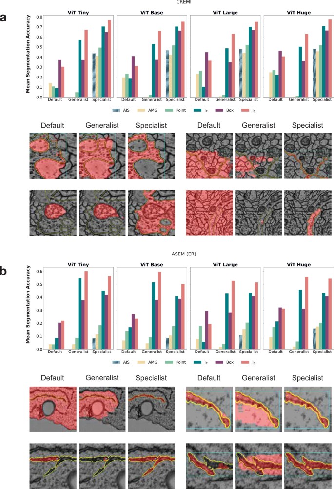 Segment Anything for Microscopy | Nature Methods