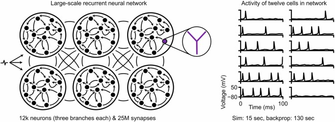 Simplified Neuron Jaxley: differentiable simulation enables large-scale training of ...