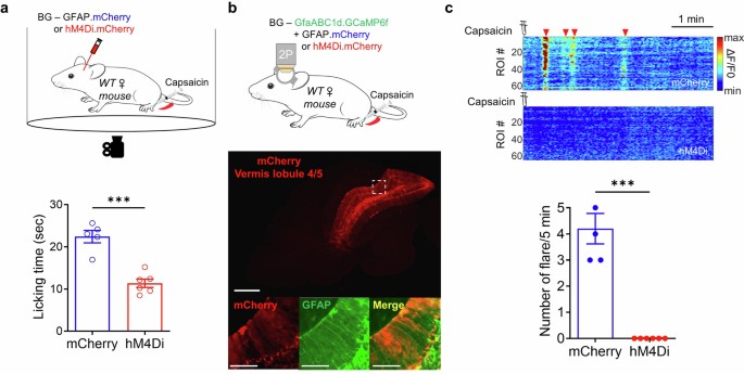 Cerebellar Bergmann glia integrate noxious information and modulate ...