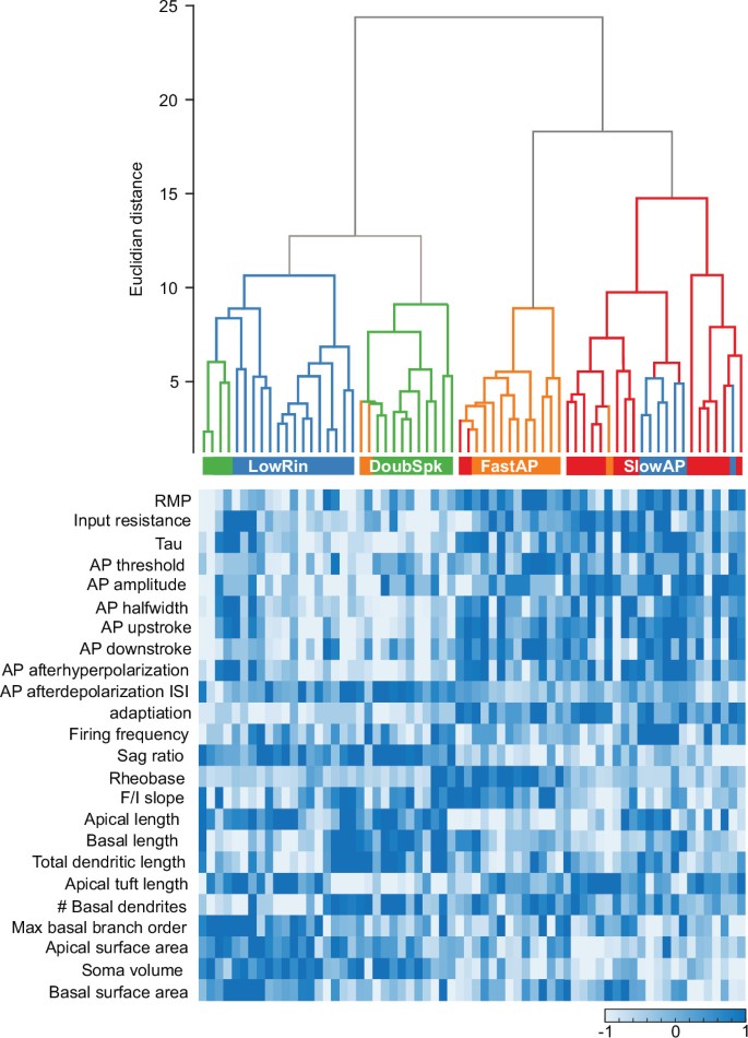 Electrophysiological classification of human layer 2–3 pyramidal ...