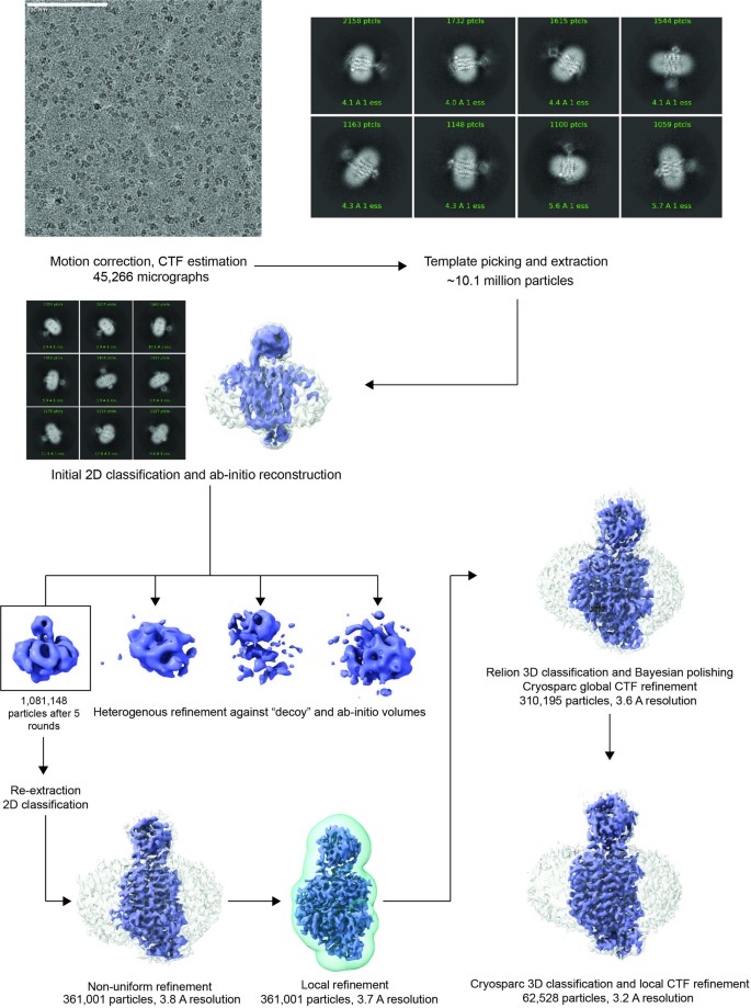 Sv2a Structures of synaptic vesicle protein 2A and 2B bound to ...