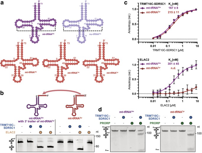 Trna Three Molecular basis of human nuclear and mitochondrial tRNA 3′ processing ...