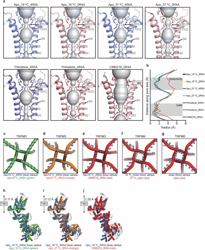 Trpm3 Structural basis for agonist and heat activation of nociceptor TRPM3 ...