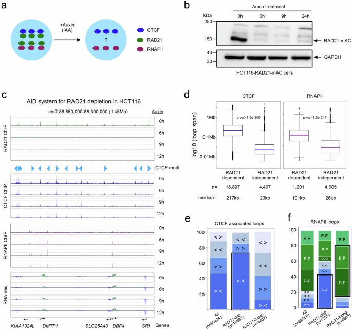 Interplay between cohesin and RNA polymerase II in regulating chromatin ...