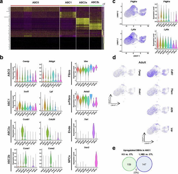 Early-life ketone body signalling promotes beige fat biogenesis through ...
