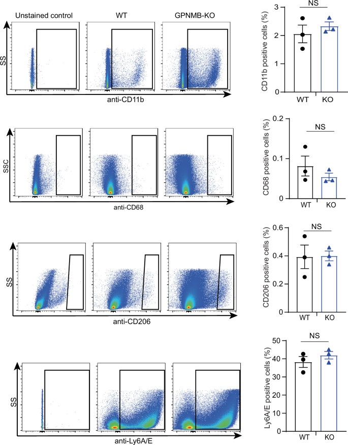 Bonemarrow macrophagederived GPNMB protein binds to orphan receptor