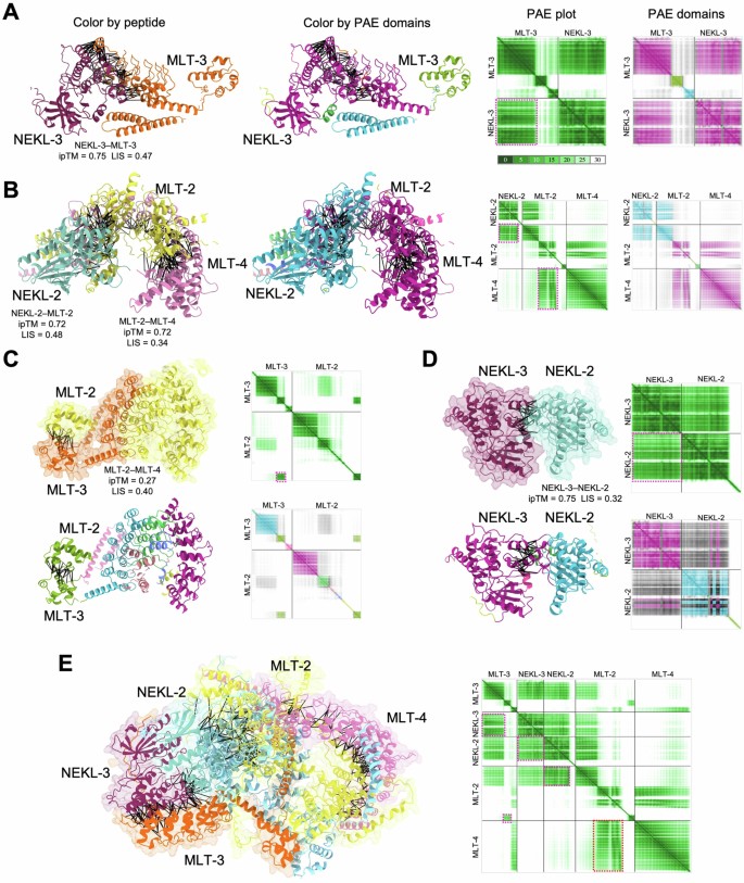 Proximity Labelling Integrating endogenous TurboID and data-independent acquisition mass ...