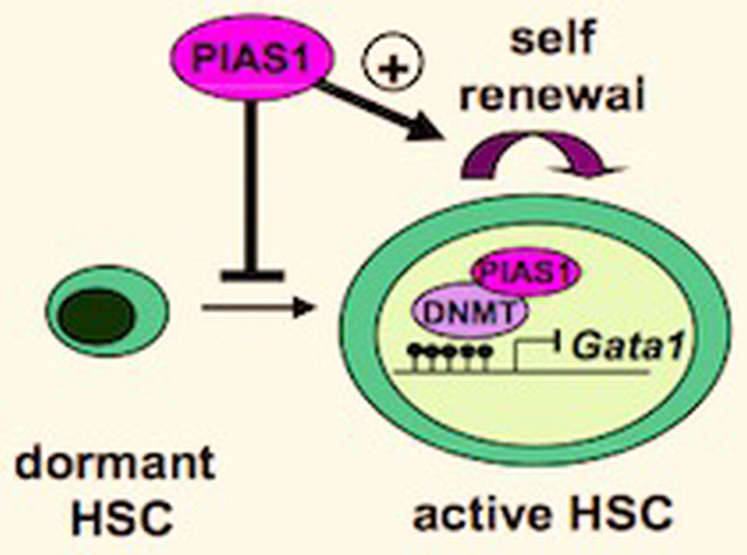 PIAS1 SUMO ligase regulates the self‐renewal and differentiation of ...