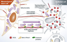 Miro1 regulates intercellular mitochondrial transport & enhances ...