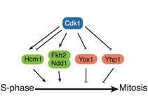 Regulation of a transcription factor network by Cdk1 coordinates late ...
