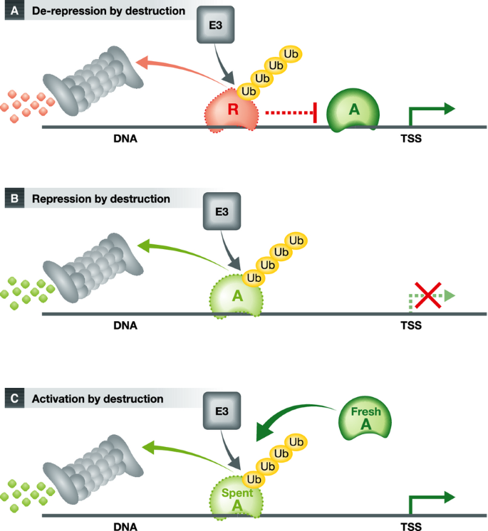 Derepression Gene expression: degrade to derepress | The EMBO Journal | Springer ...
