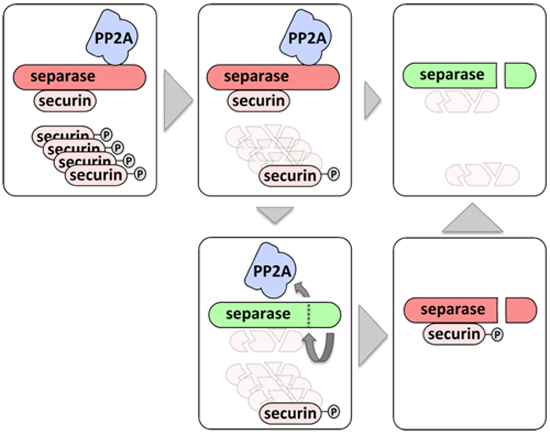 PP2A delays APC/C‐dependent degradation of separase‐associated but not ...