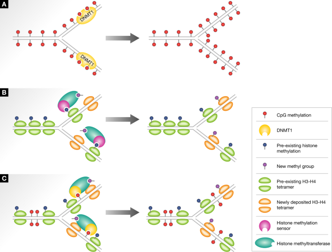 Mechanisms of epigenetic memory and addiction | The EMBO Journal ...