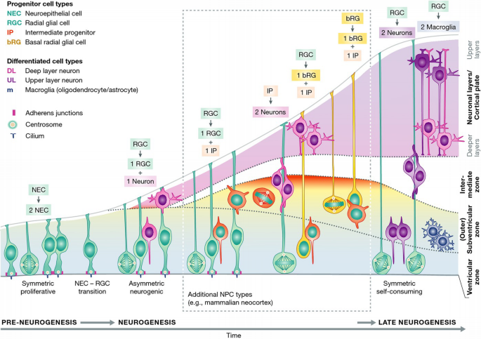 Neurogenesis during development of the vertebrate central nervous ...