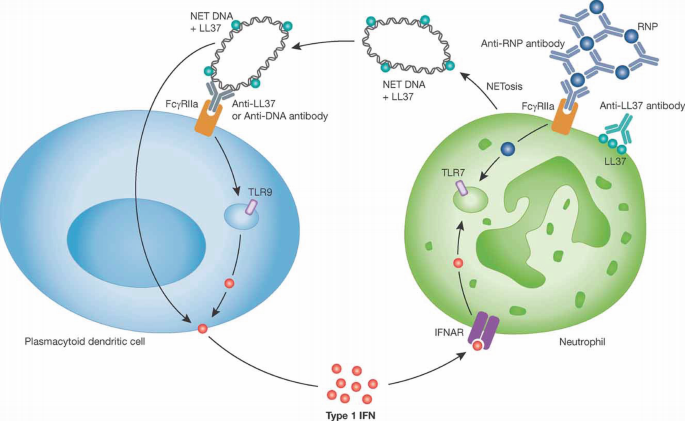 Hyperfunction Lupus TRAPping the cellular mechanisms of lupus | EMBO Molecular Medicine ...