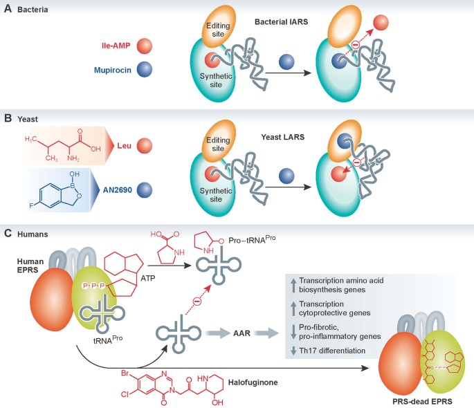 Aminoacyl‐tRNA synthetases in medicine and disease | EMBO Molecular Medicine