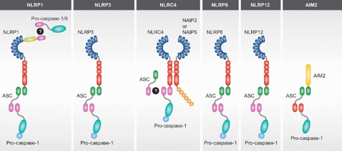 Of inflammasomes and pathogens – sensing of microbes by the ...