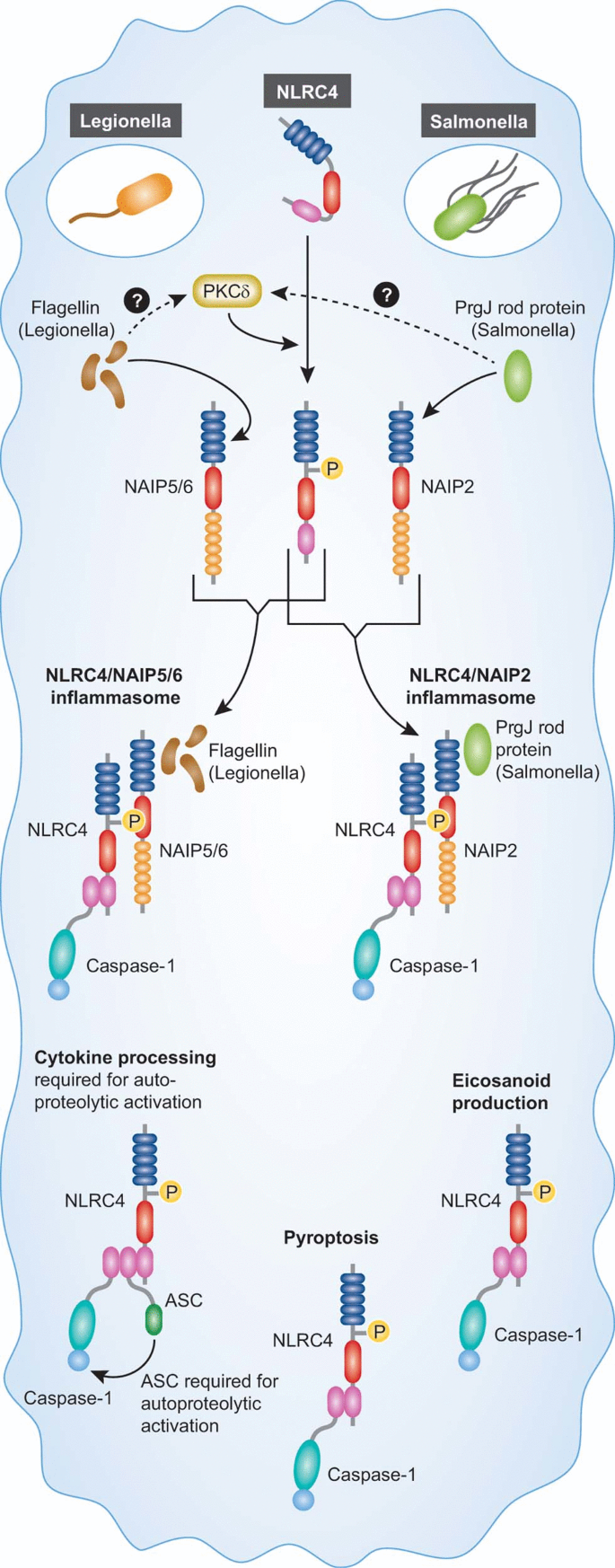 Of inflammasomes and pathogens – sensing of microbes by the ...