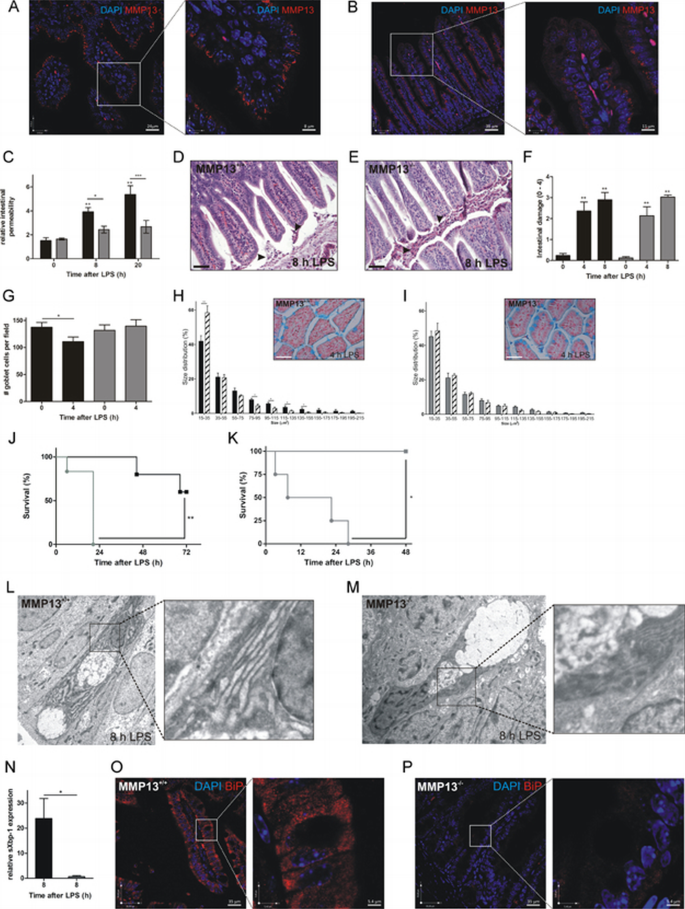 Matrix metalloproteinase 13 modulates intestinal epithelial barrier ...
