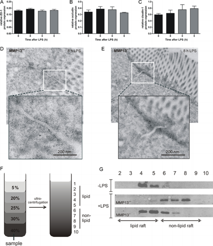 Matrix metalloproteinase 13 modulates intestinal epithelial barrier ...
