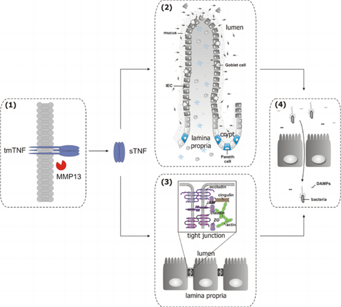 Matrix metalloproteinase 13 modulates intestinal epithelial barrier ...