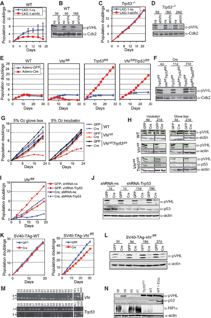 Combined mutation of Vhl and Trp53 causes renal cysts and tumours in ...