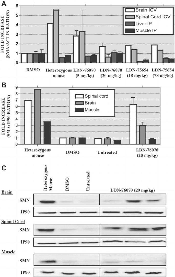Enhancement of SMN protein levels in a mouse model of spinal muscular ...