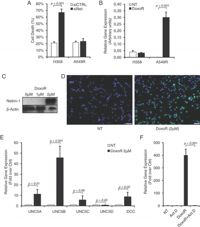 Combining chemotherapeutic agents and netrin‐1 interference potentiates ...