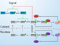 Data‐driven modeling reconciles kinetics of ERK phosphorylation ...