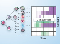 Digital cell quantification identifies global immune cell dynamics ...