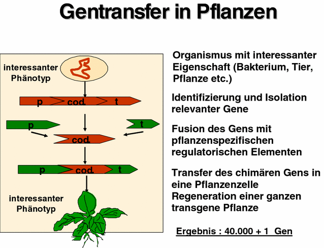 Transgene Pflanzen in der Landwirtschaft | SpringerLink