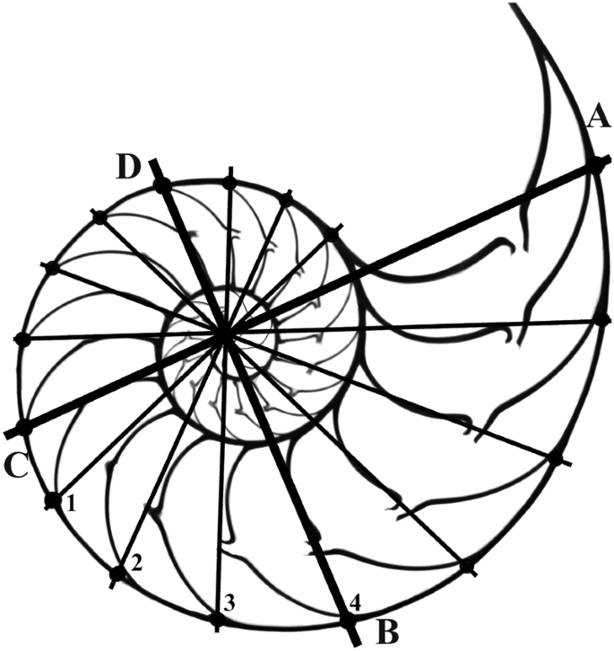 Nautilus Spirals And The Meta Golden Ratio Chi Springerlink
