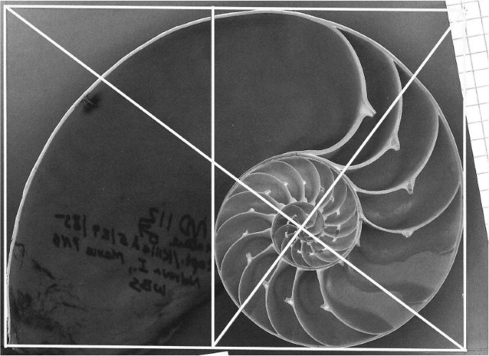 Nautilus Spirals And The Meta Golden Ratio Chi Springerlink