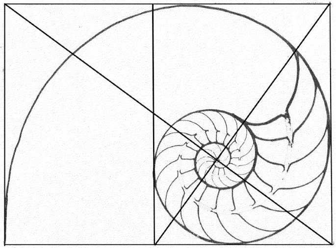 Nautilus Spirals And The Meta Golden Ratio Chi Springerlink