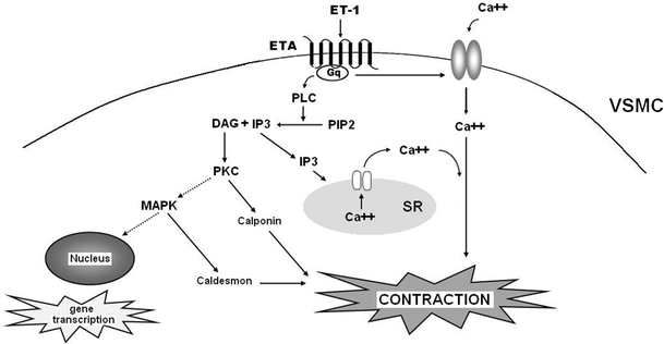 The Role of Endothelin-1 and Endothelin Receptor Antagonists in  Inflammatory Response and Sepsis | SpringerLink