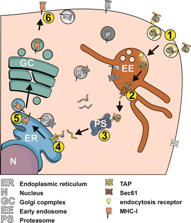 cross presentation immunology