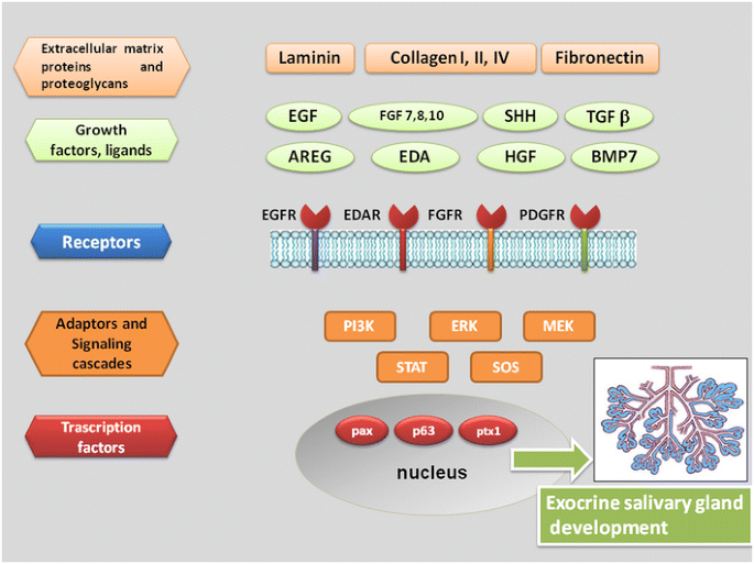 Exocrine Gland Morphogenesis Insights Into The Role Of Amphiregulin From Development To Disease Springerlink