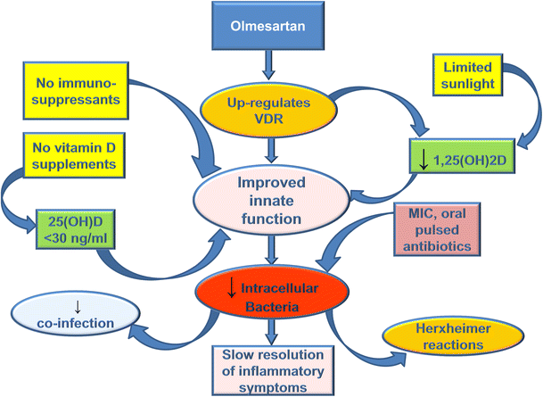 Inflammation and vitamin D: the infection connection | SpringerLink