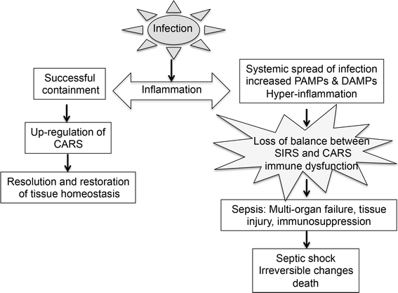 Role of cellular events in the pathophysiology of sepsis | SpringerLink