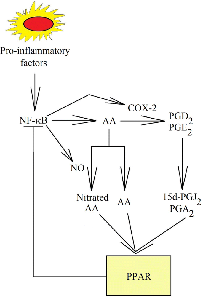 Self-regulation of the inflammatory response by peroxisome  proliferator-activated receptors | SpringerLink