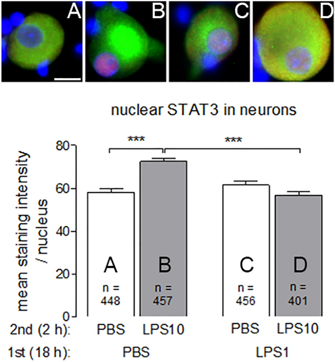 Manifestation of lipopolysaccharide-induced tolerance in neuro-glial  primary cultures of the rat afferent somatosensory system | SpringerLink