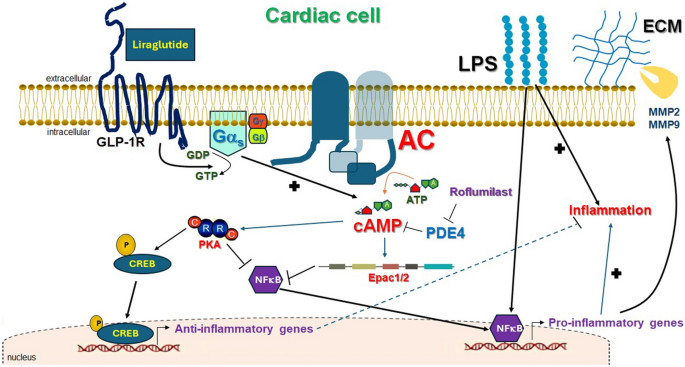 glp-1 class action in miami Cyclic adenosine monophosphate critically modulates cardiac GLP-1  receptor's anti-inflammatory effects | Inflammation Research