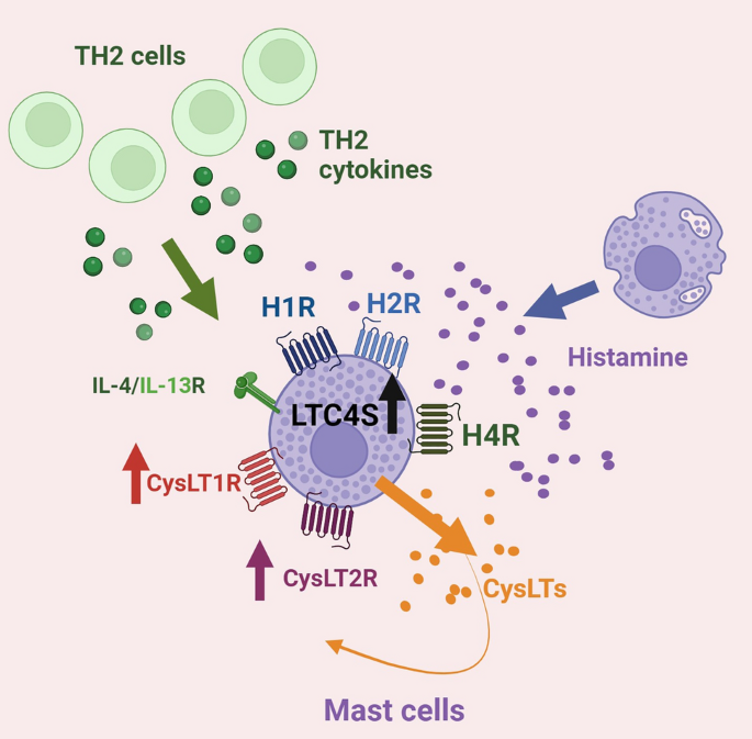 Histamine and TH2 cytokines regulate the biosynthesis of  cysteinyl-leukotrienes and expression of their receptors in human mast  cells | Inflammation Research